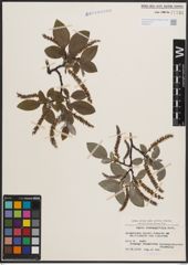 Foto von Salix crataegifolia Bertol.